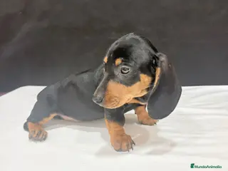 Teckel Miniatura perros Teckel Miniatura - Anuncio 1