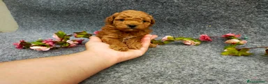 Caniche Toy Cachorro 1