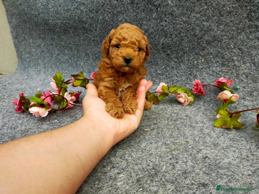 Caniche Toy perros en venta: PRECIOSOS CANICHE  ROJO LINEA TOY - Anuncio 2