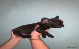 Bulldog Francés perros en venta: Bulldog francés standar  - Imagen 8