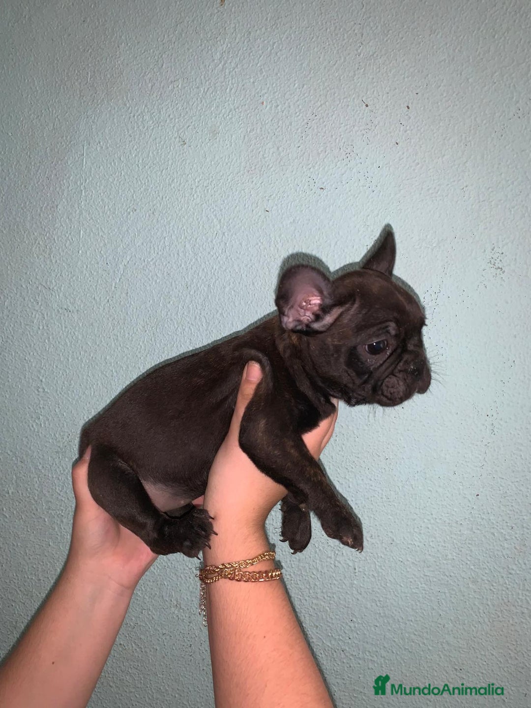 Bulldog Francés perros en venta: Bulldog francés standar  - Imagen 8