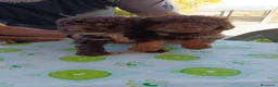 Perro de Agua Español perros en venta: Disponible Perros de agua color chocolate  - Anuncio 9
