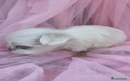 Bichón Maltés perros en venta: Bichón maltes coreano Macho y Hembra  - Imagen 3