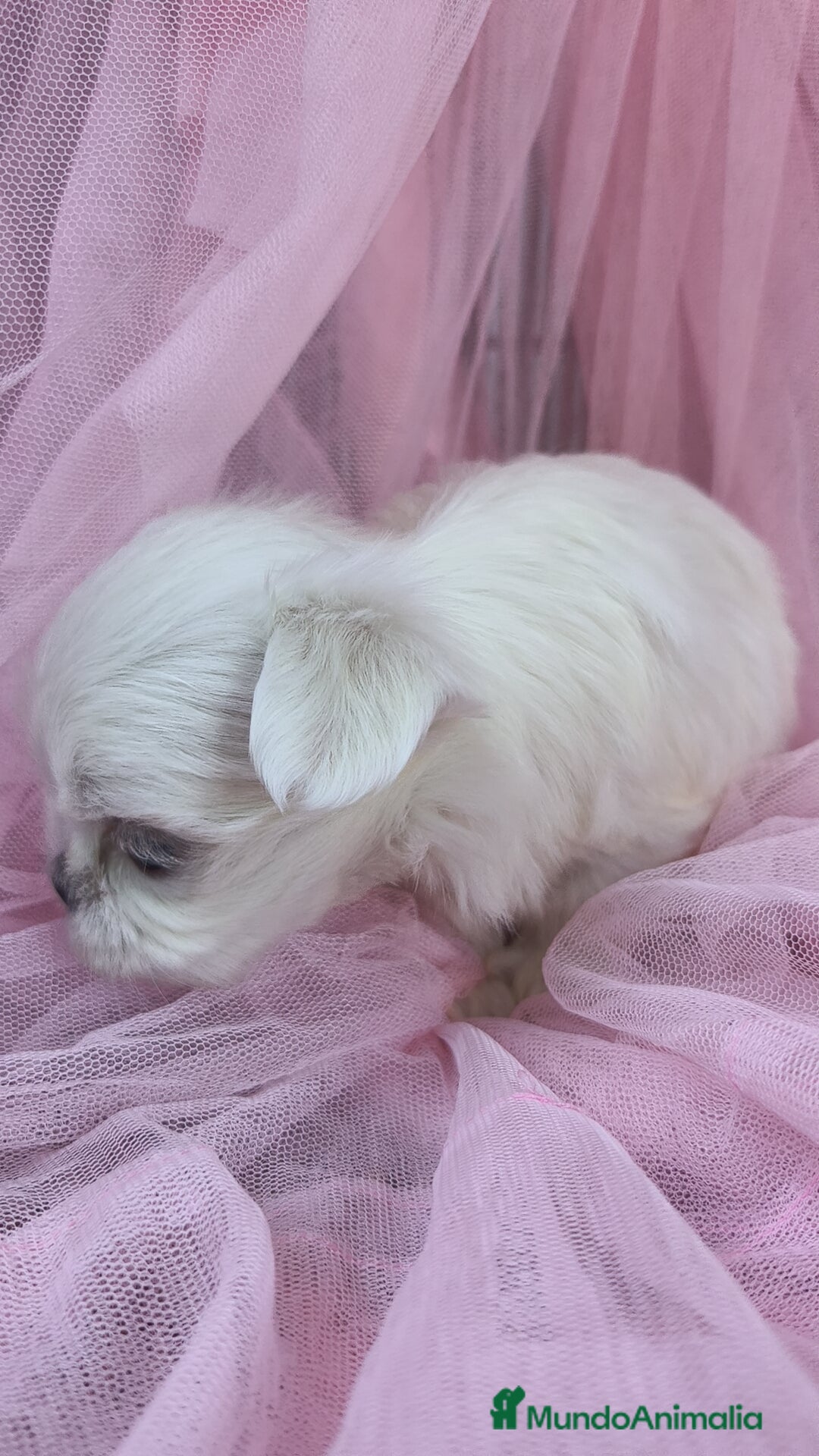 Bichón Maltés perros en venta: Bichón maltes coreano Macho y Hembra  - Imagen 3