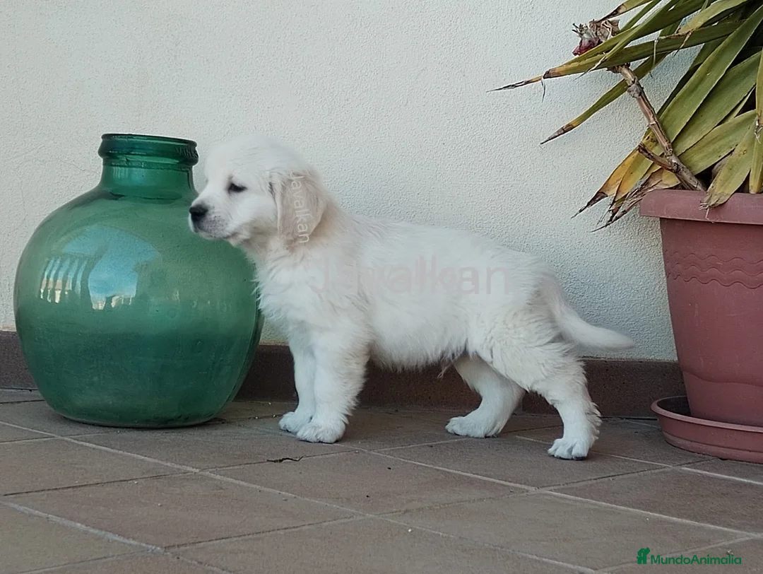 Golden Retriever perros en venta: CACHORROS DE GOLDEN RETRIEVER - Anuncio 6