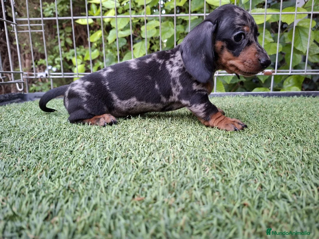 Teckel Miniatura perros en venta: TECKEL KANNINCHEN ARLEQUIN PLATA - Anuncio 1