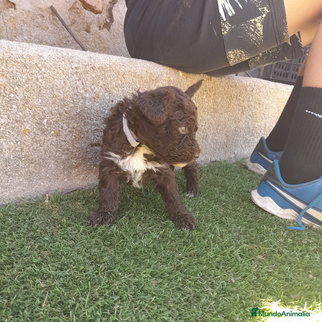 Perro de Agua Español perros en venta: PERROS DE AGUA - Imagen 8