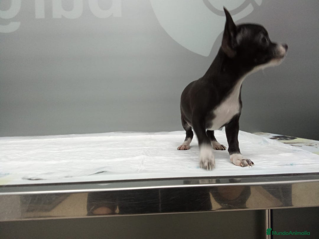 Chihuahua perros en venta: Chihuahua Blue - Anuncio 3