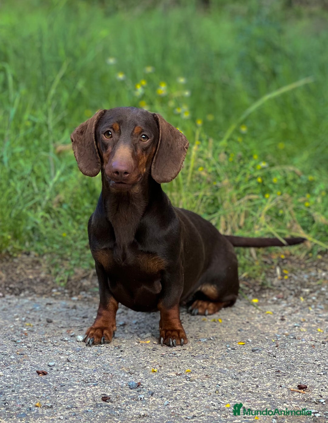 Teckel Miniatura perros en venta: TECKEL ARLEQUÍN CHOCOLATE - Anuncio 4