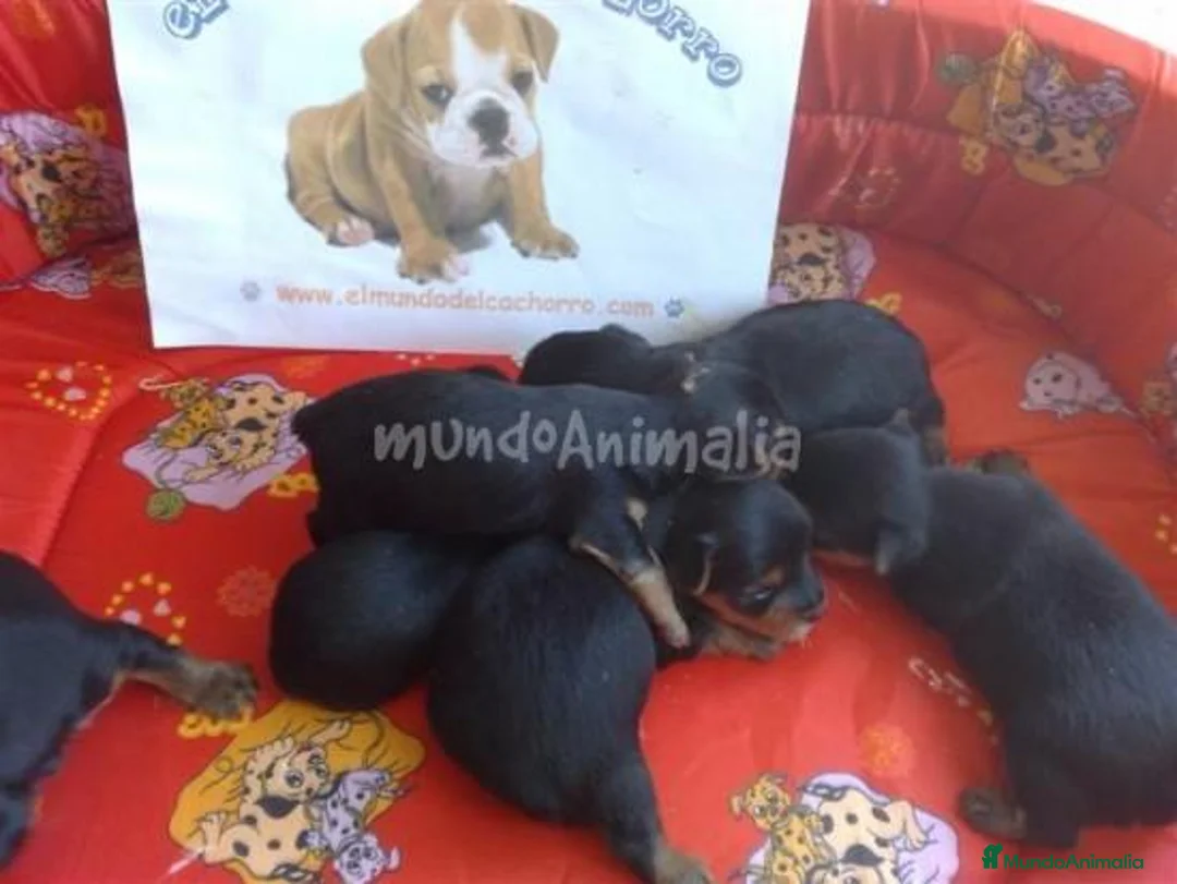 Imagen de galería {{count}}