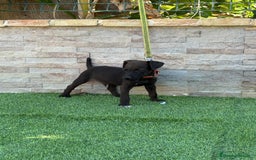 Jack Russell Terrier perros en venta: Cachorros de Patterdale terrier  - Imagen 3