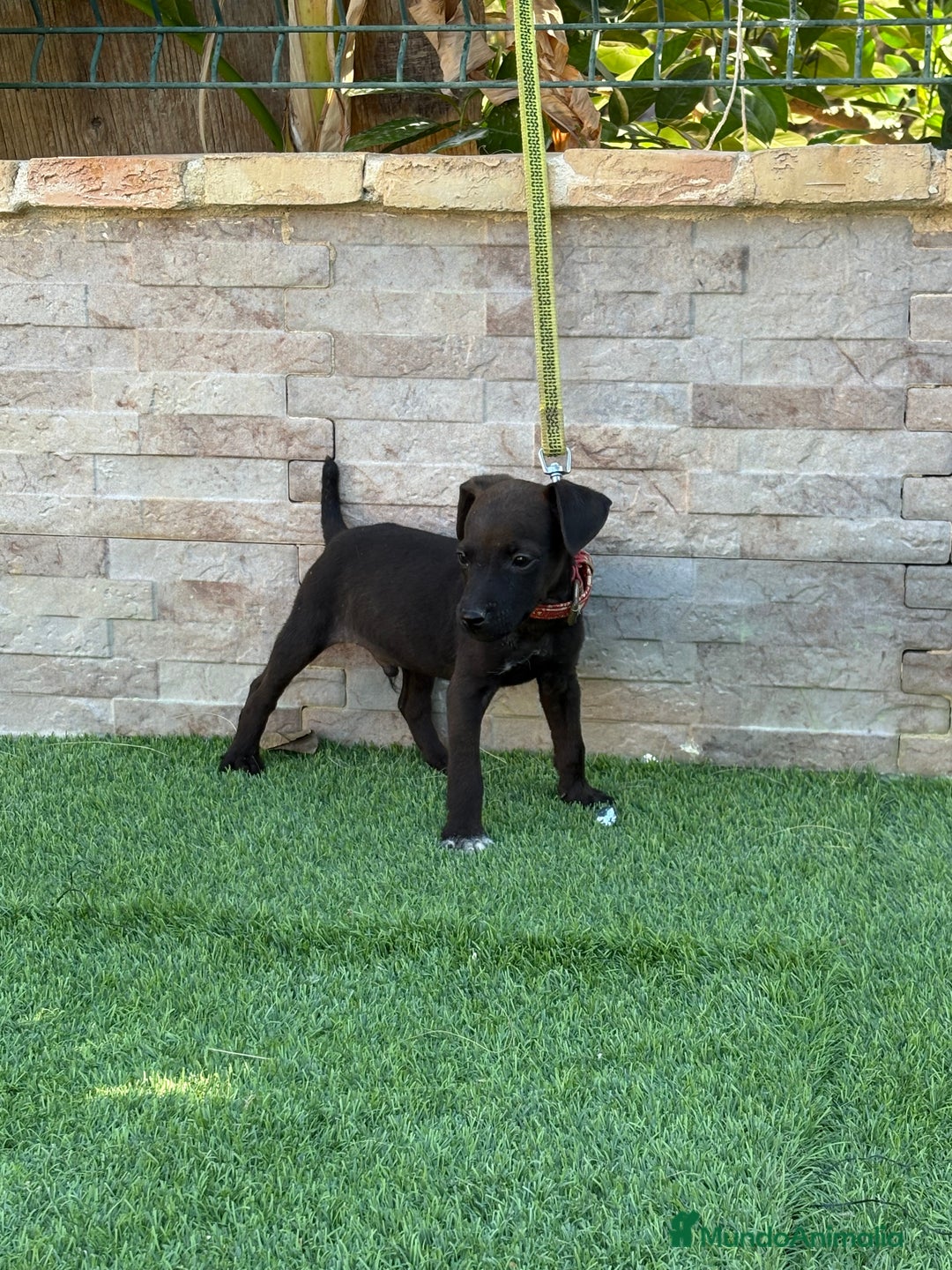 Jack Russell Terrier perros en venta: Cachorros de Patterdale terrier  - Imagen 3
