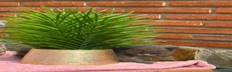 Británico de Pelo Corto gatos en venta: British azul hembra  - Anuncio 5
