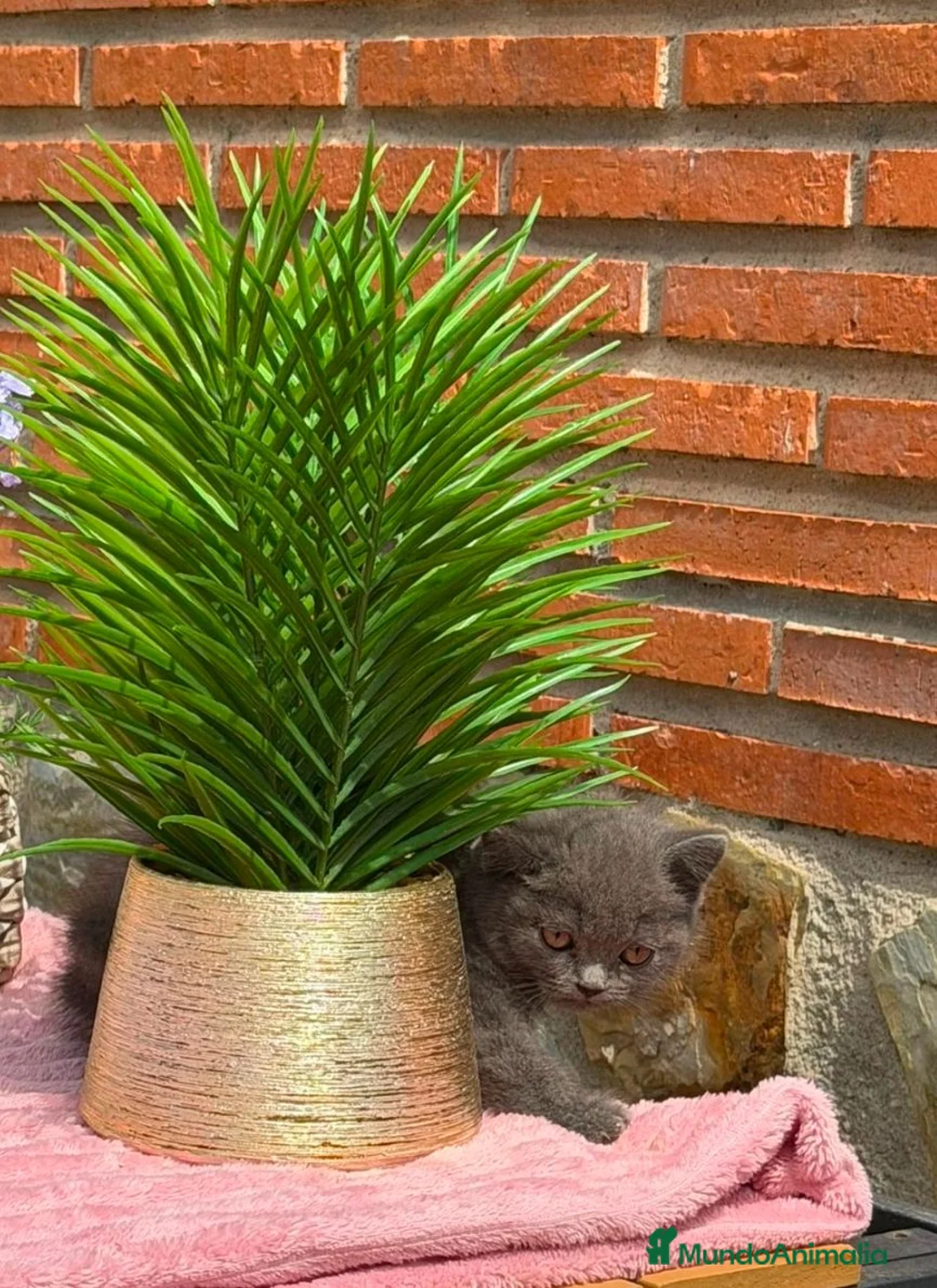 Británico de Pelo Corto gatos en venta: British azul hembra  - Anuncio 5