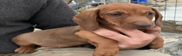 Teckel perros en venta: Teckel roja standar con loe  - Anuncio 1