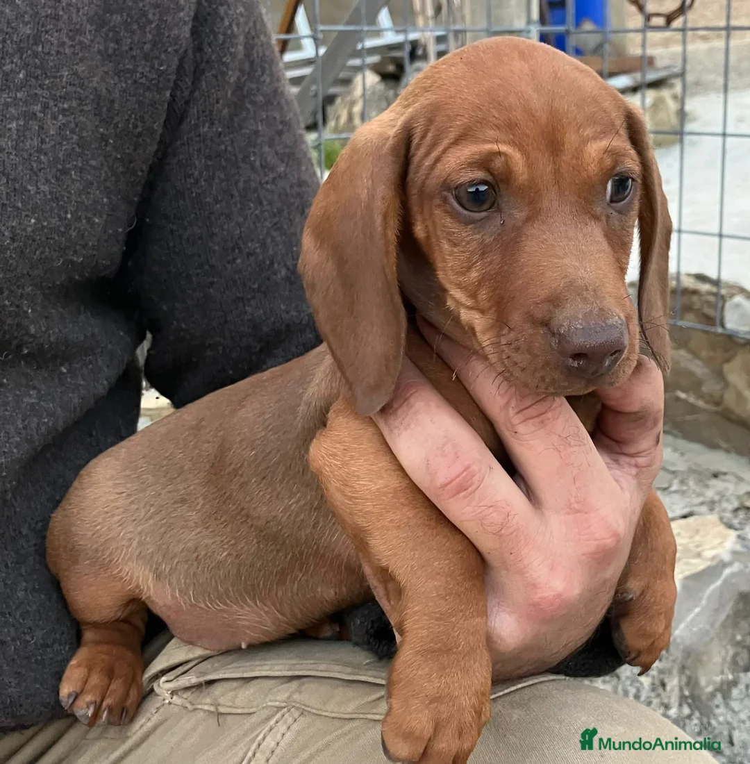 Teckel perros en venta: Teckel roja standar con loe  - Anuncio 1