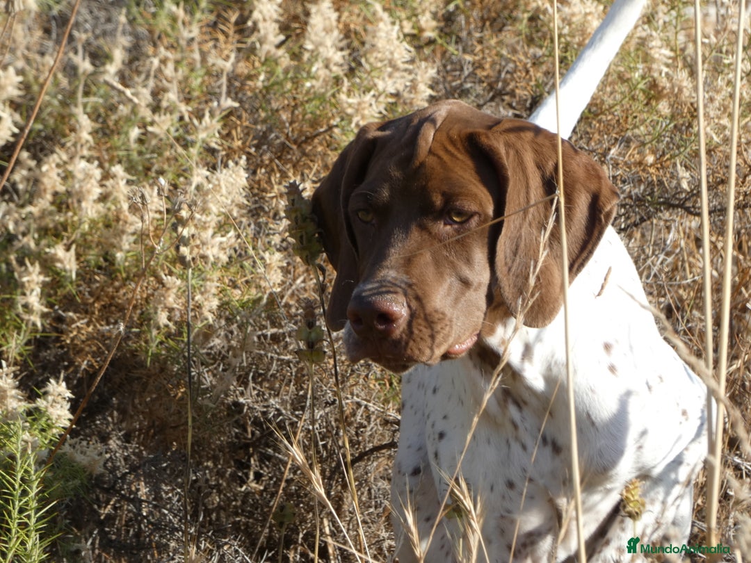 Braco Francés tipo Pirineos Talla Pequeña perros en venta: ÚNICA RESERVA DE CACHORRA BRACO FRANCÉS - Anuncio 5