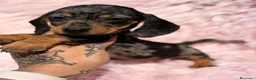 Teckel Miniatura perros en venta: Teckel mini arlequin Blue  - Anuncio 2