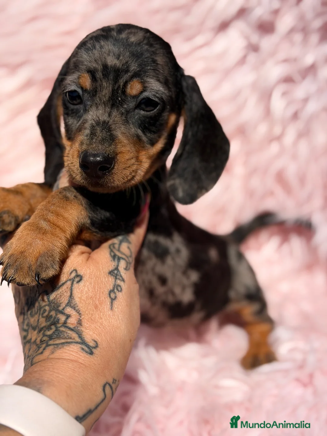 Teckel Miniatura perros en venta: Teckel mini arlequin Blue  - Anuncio 2