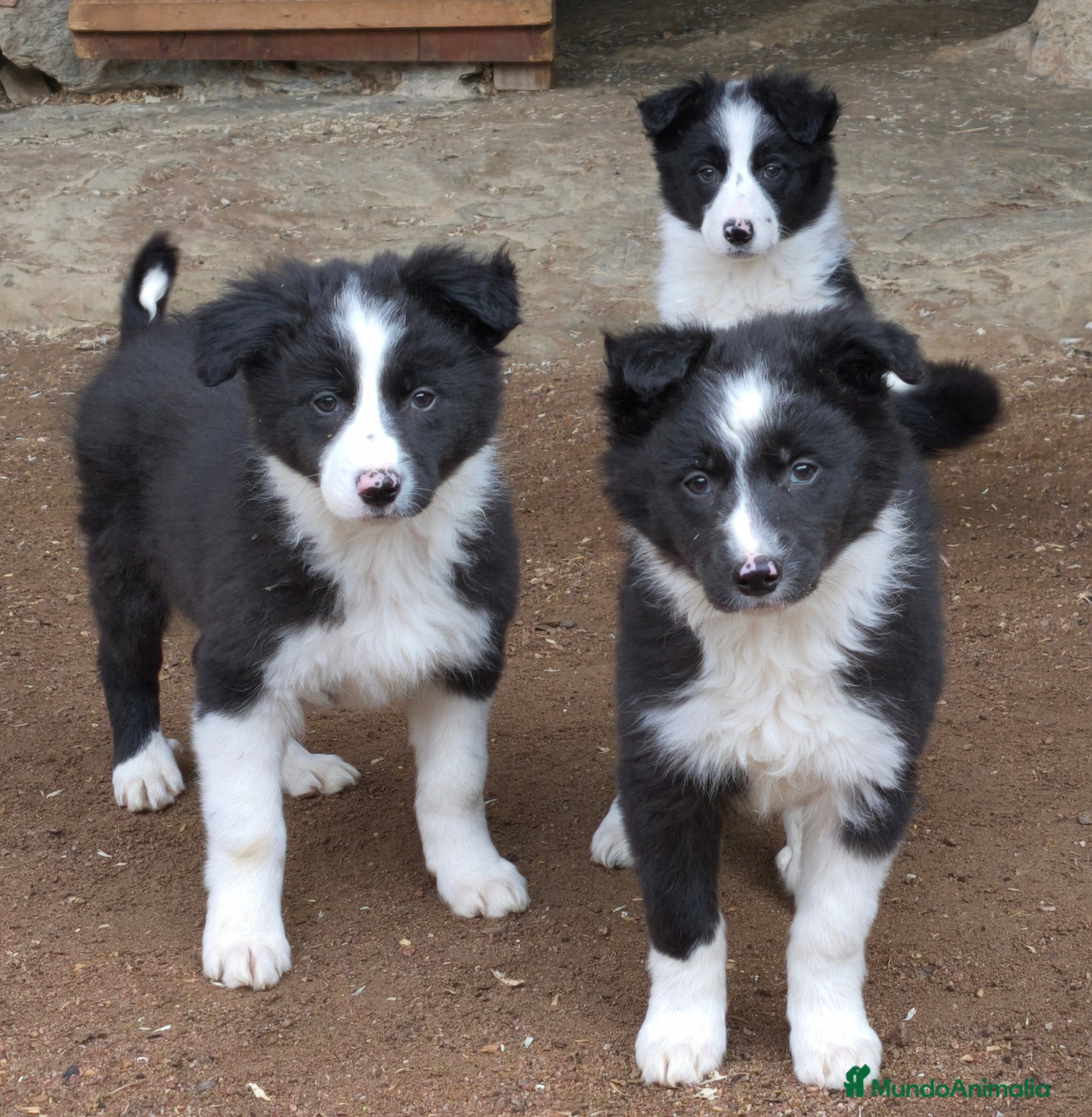 Border Collie perros Cachorros border collie de 2 meses  - Anuncio 2