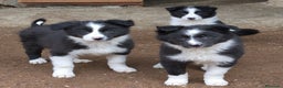 Border Collie perros en venta: Cachorros border collie de 2 meses  - Anuncio 2