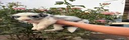 Border Collie perros en adopcion: Preciosos bebés - Anuncio 1