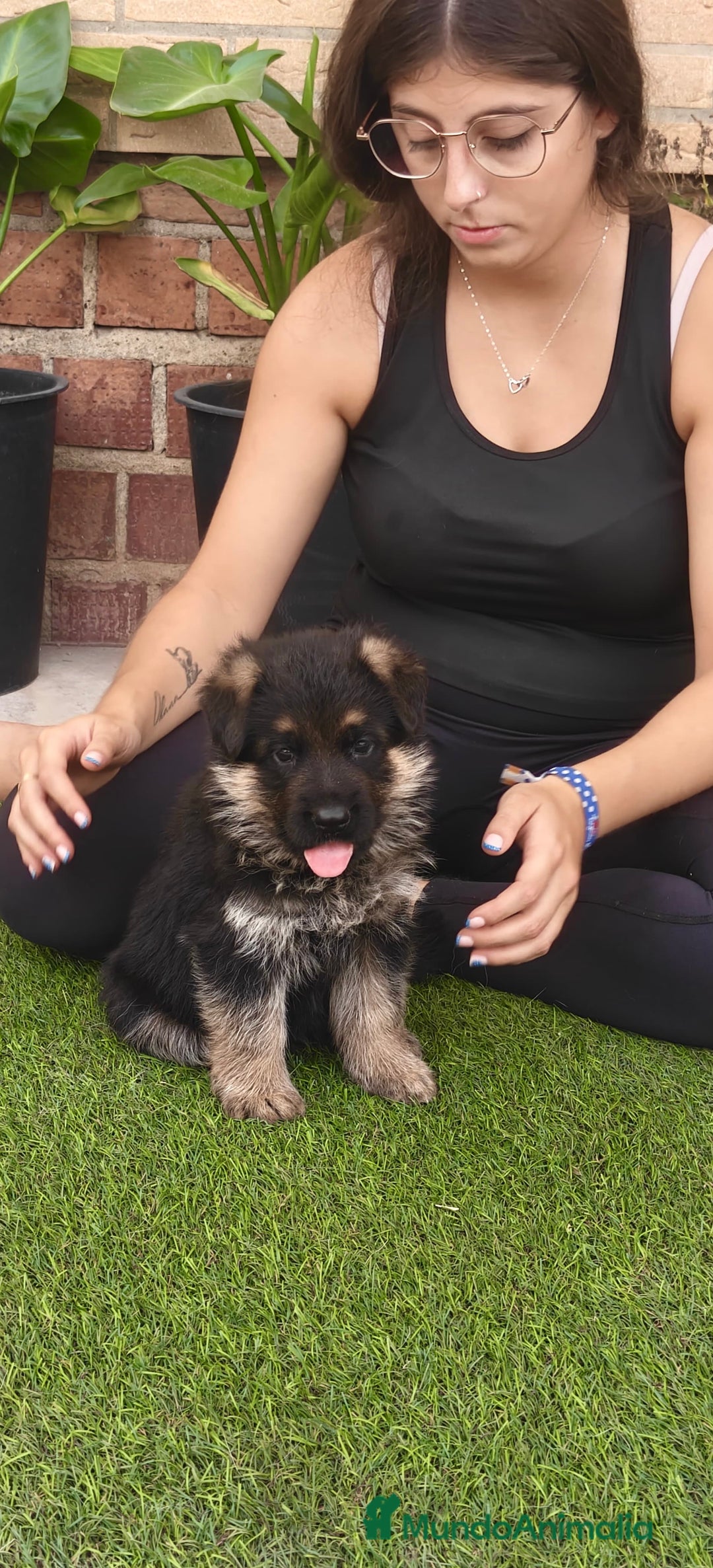 Pastor Alemán perros en venta: Preciosa cachorra de pastor alemán  - Imagen 3