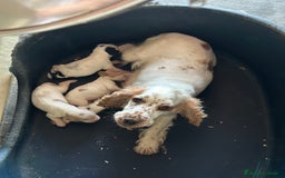 Cocker Spaniel Inglés perros en venta: COCKER SPANIEL INGLÉS RUANO HEMBRAS - Imagen 6
