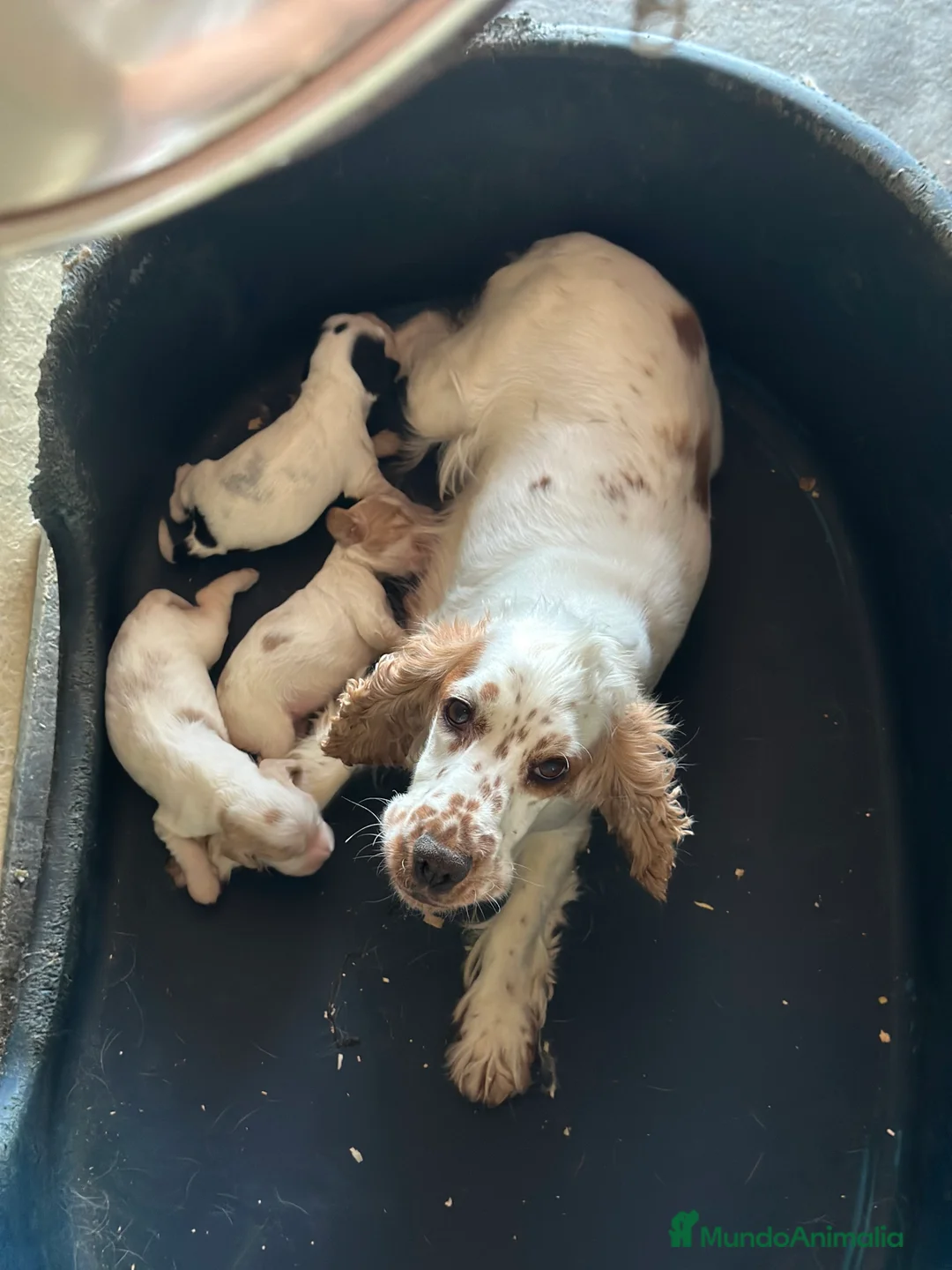 Cocker Spaniel Inglés perros en venta: COCKER SPANIEL INGLÉS RUANO HEMBRAS - Anuncio 6