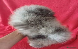 Pomerania perros en venta: Pomerania Mini Merle  - Imagen 3