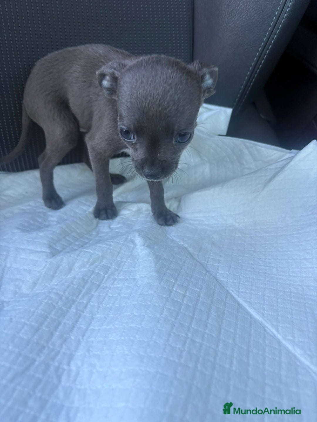 Chihuahua perros en venta: Chihuahua toy blue - Anuncio 6