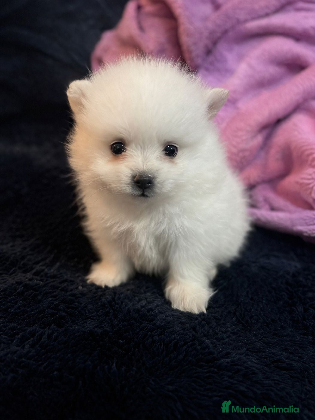 Pomerania perros Pomerania microtoy blanco, carita de oso - Anuncio 6