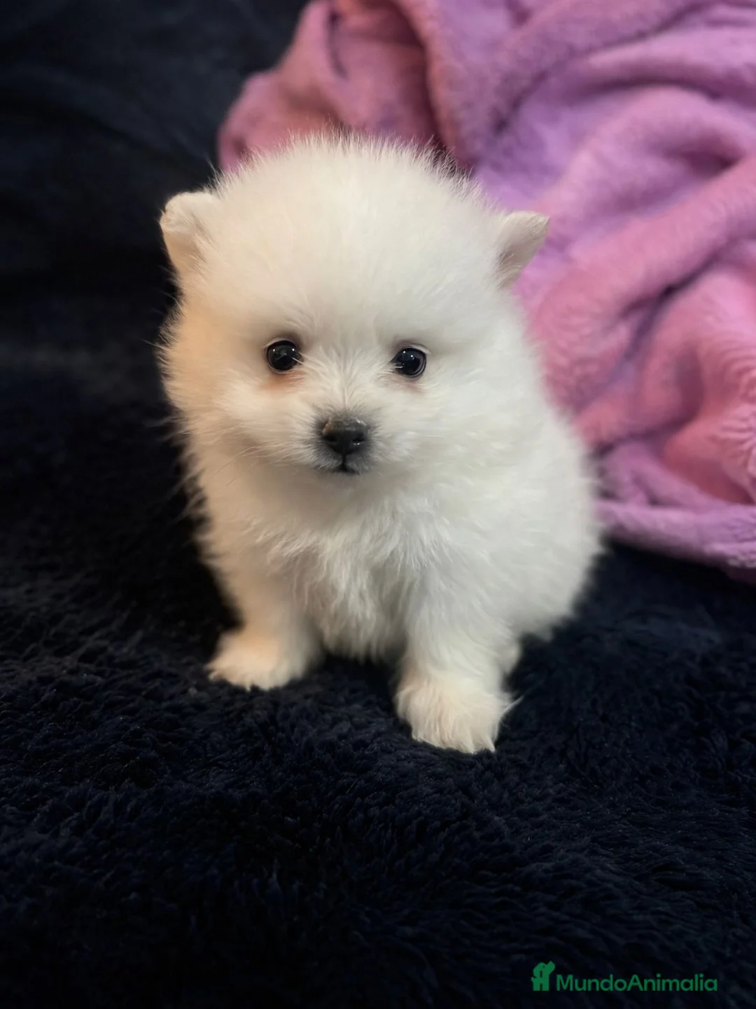 Pomerania perros en venta: Pomerania microtoy blanco, carita de oso - Anuncio 1