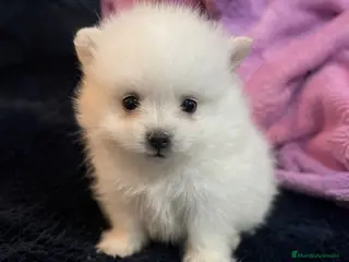 Pomerania perros Pomerania microtoy blanco, carita de oso - Anuncio 6