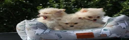 Pomerania perros en venta: CACHORRITOS POMERANIA  - Anuncio 3