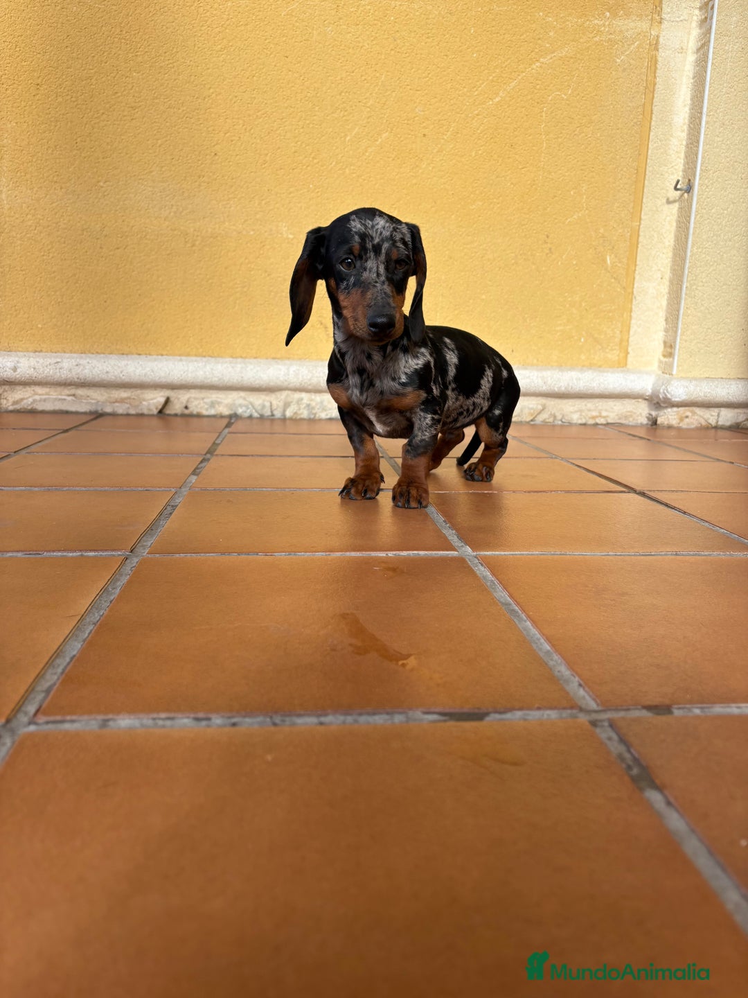 Teckel Miniatura perros en venta: Teckel miniatura macho arlequín Merle plata  - Anuncio 6