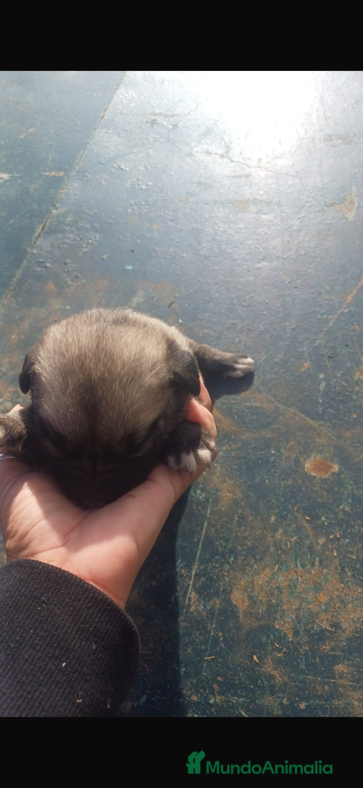 Mastín Español perros Camada preciosa de mastín español. - Anuncio 2