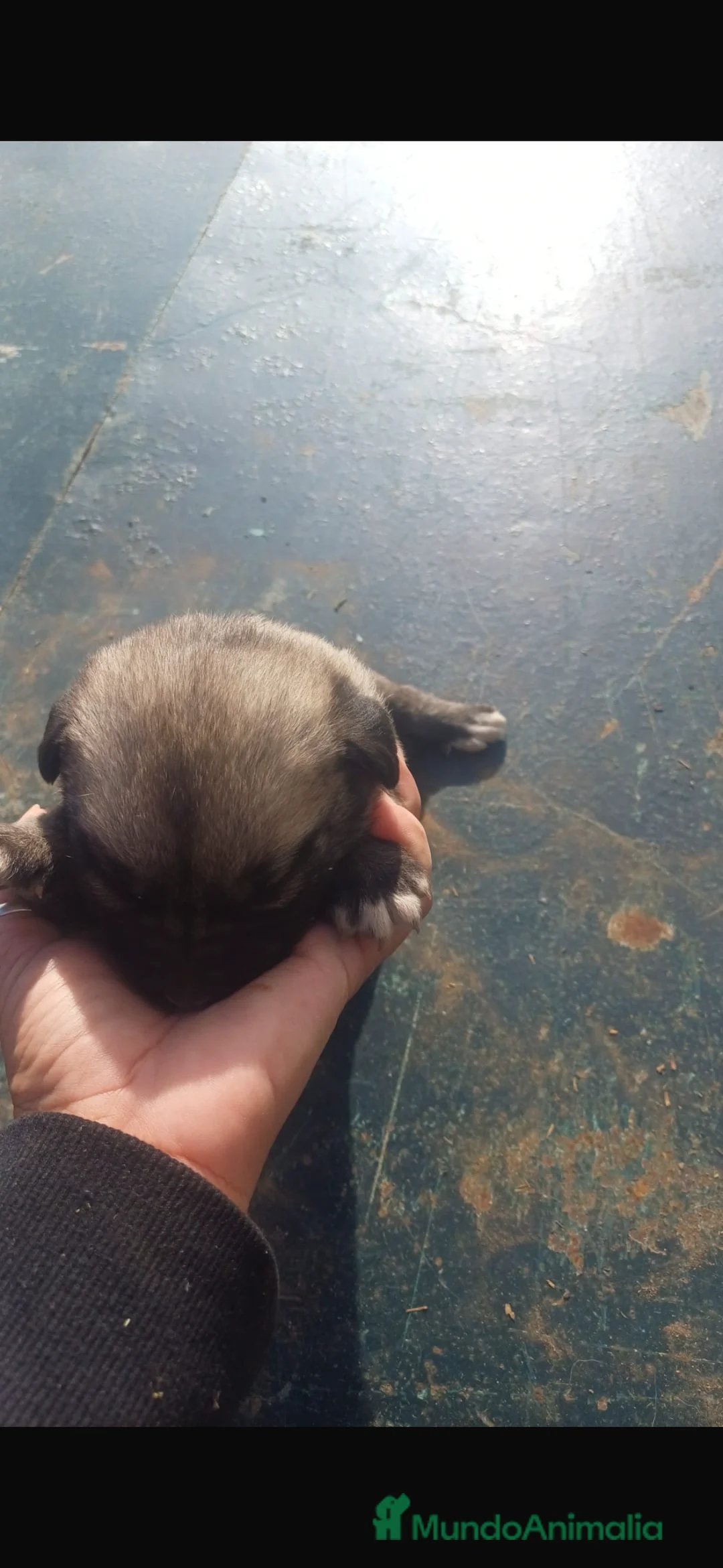 Mastín Español perros en venta: Camada preciosa de mastín español. - Anuncio 2