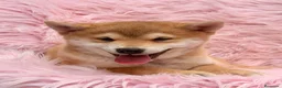 Shiba Inu perros en venta: Shiba Inu rojo y tricolor  - Anuncio 19