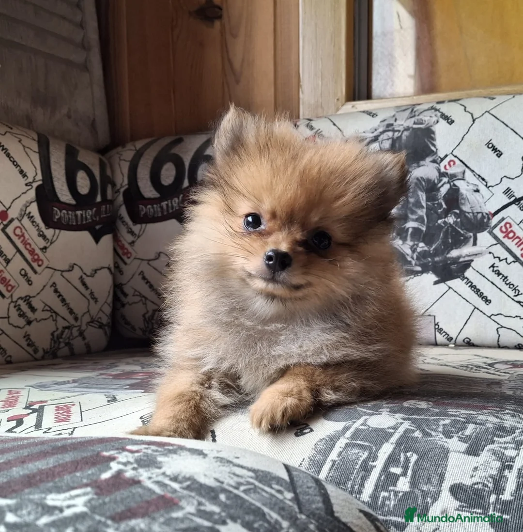 Pomerania perros en venta: Hermosos Cachorritos de Pomerania 🤎🐶 - Anuncio 2