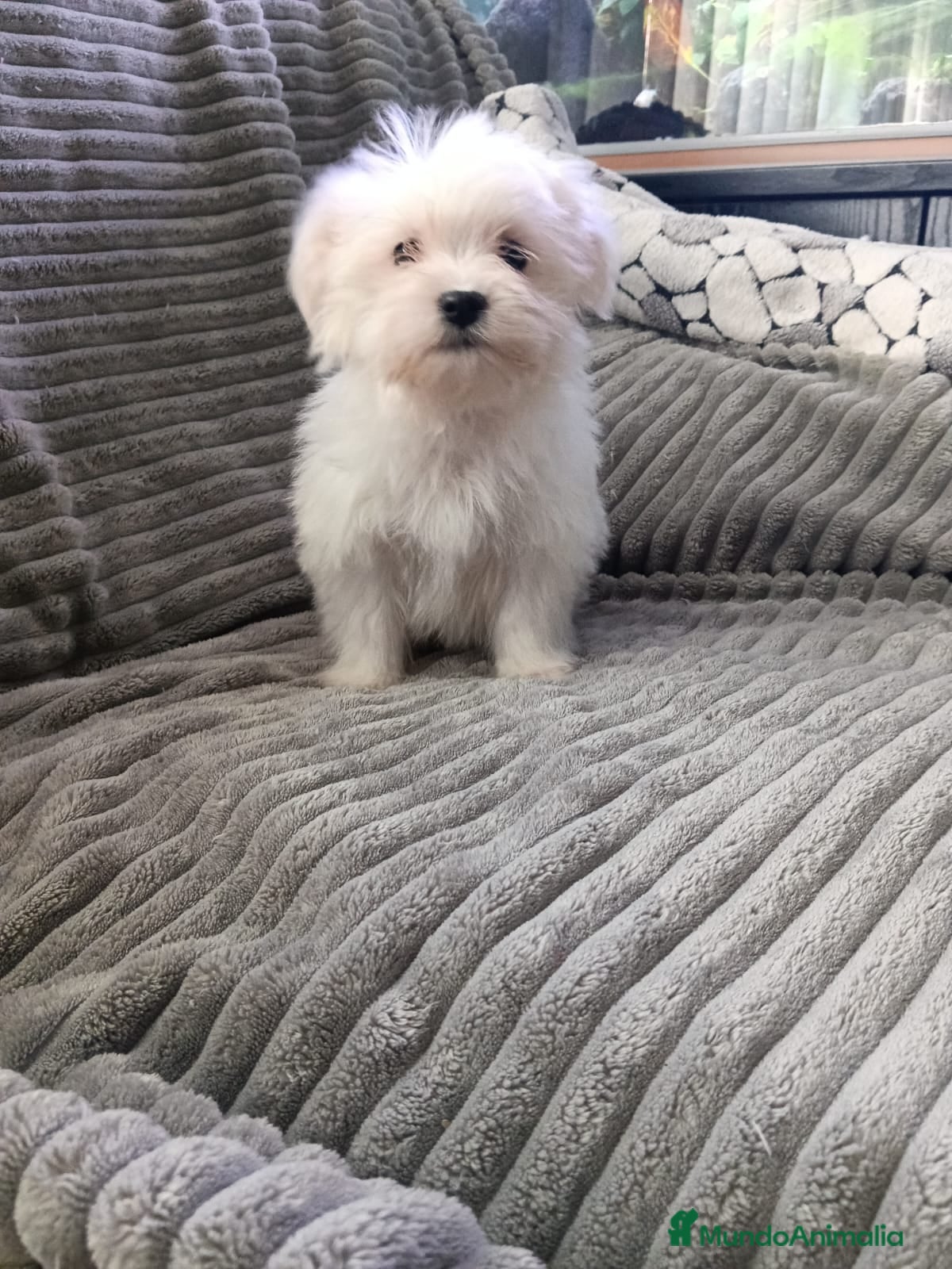 Bichón Maltés perros Bichon Maltés linea américana - Anuncio 1