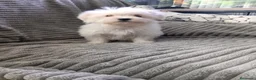 Bichón Maltés perros en venta: Bichon Maltés linea américana - Anuncio 1