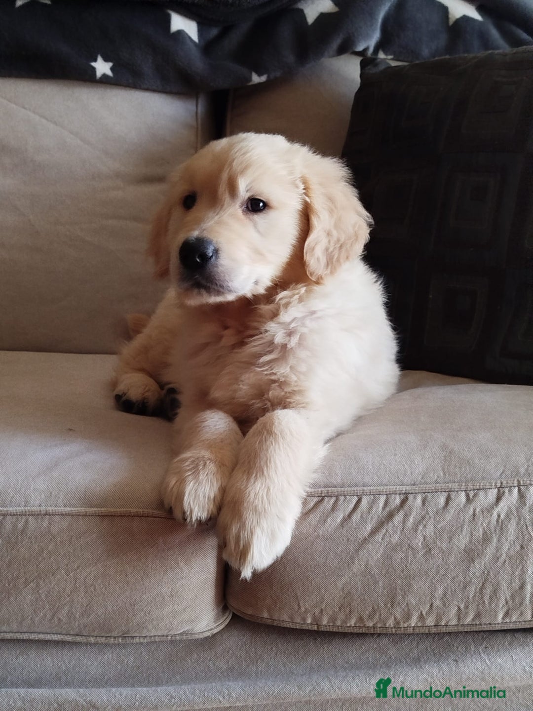 Golden Retriever perros en venta: Últimos cachorros de Golden retriever - Anuncio 2