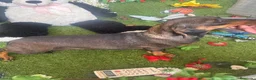 Teckel perros en venta: Se regala a particulares - Anuncio 1