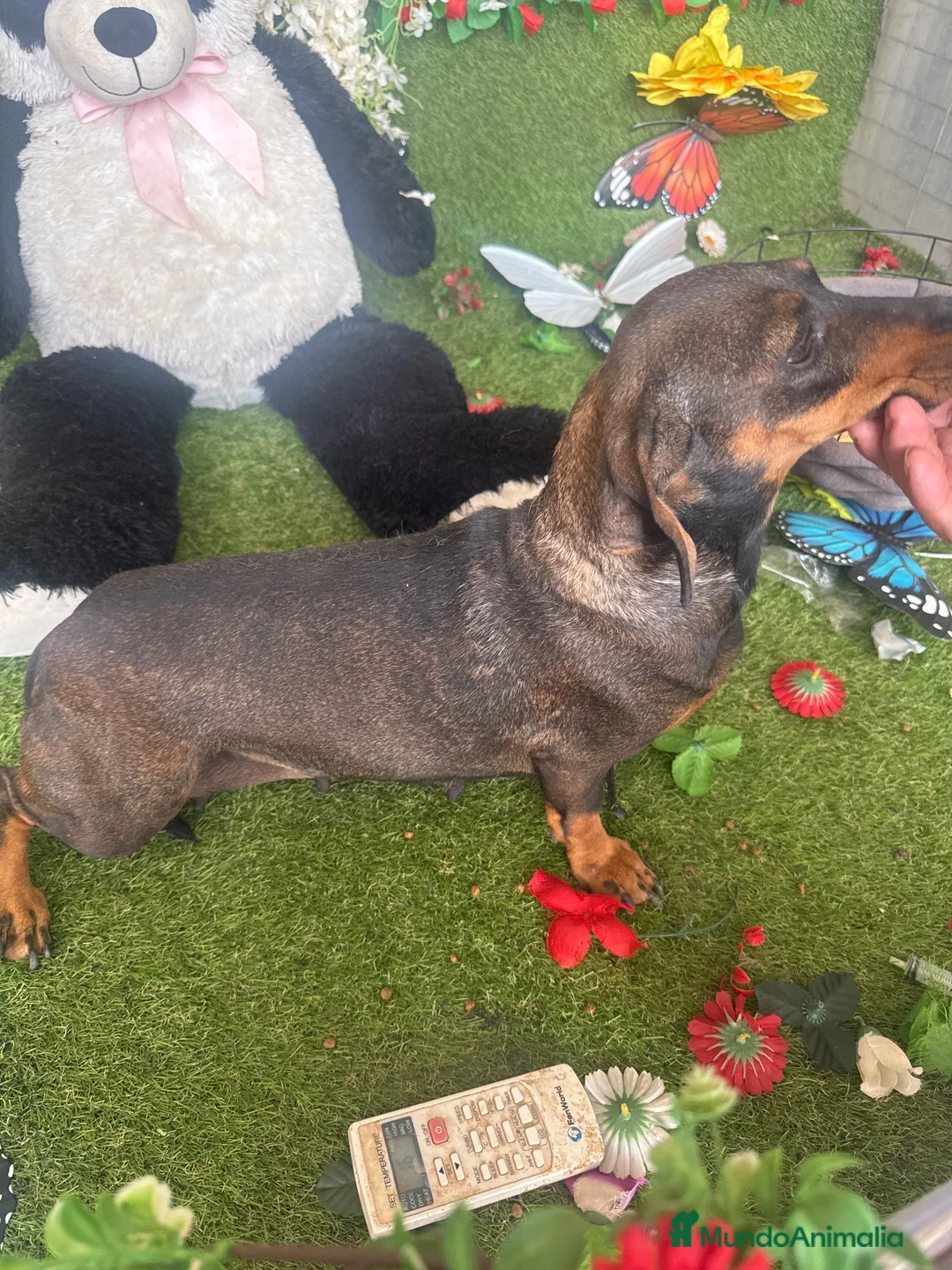 Teckel perros en venta: Se regala a particulares - Anuncio 1