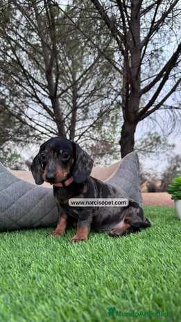 Teckel perros en Asturias - Anuncio 11