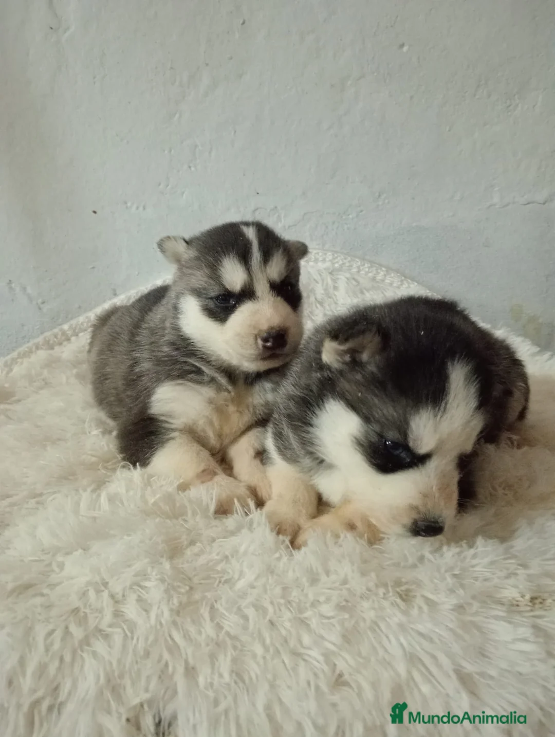 Husky Siberiano perros en venta: Husky siberiano  - Anuncio 12