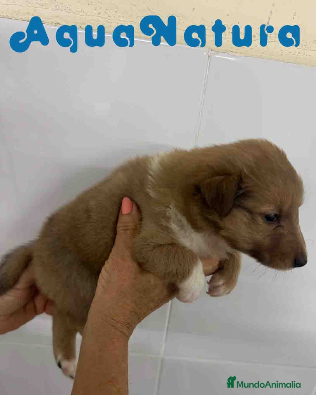 Perro Pastor de las Shetland perros en venta: Pastor de Shetland Macho 2 de Nana AQUANATURA - Anuncio 4