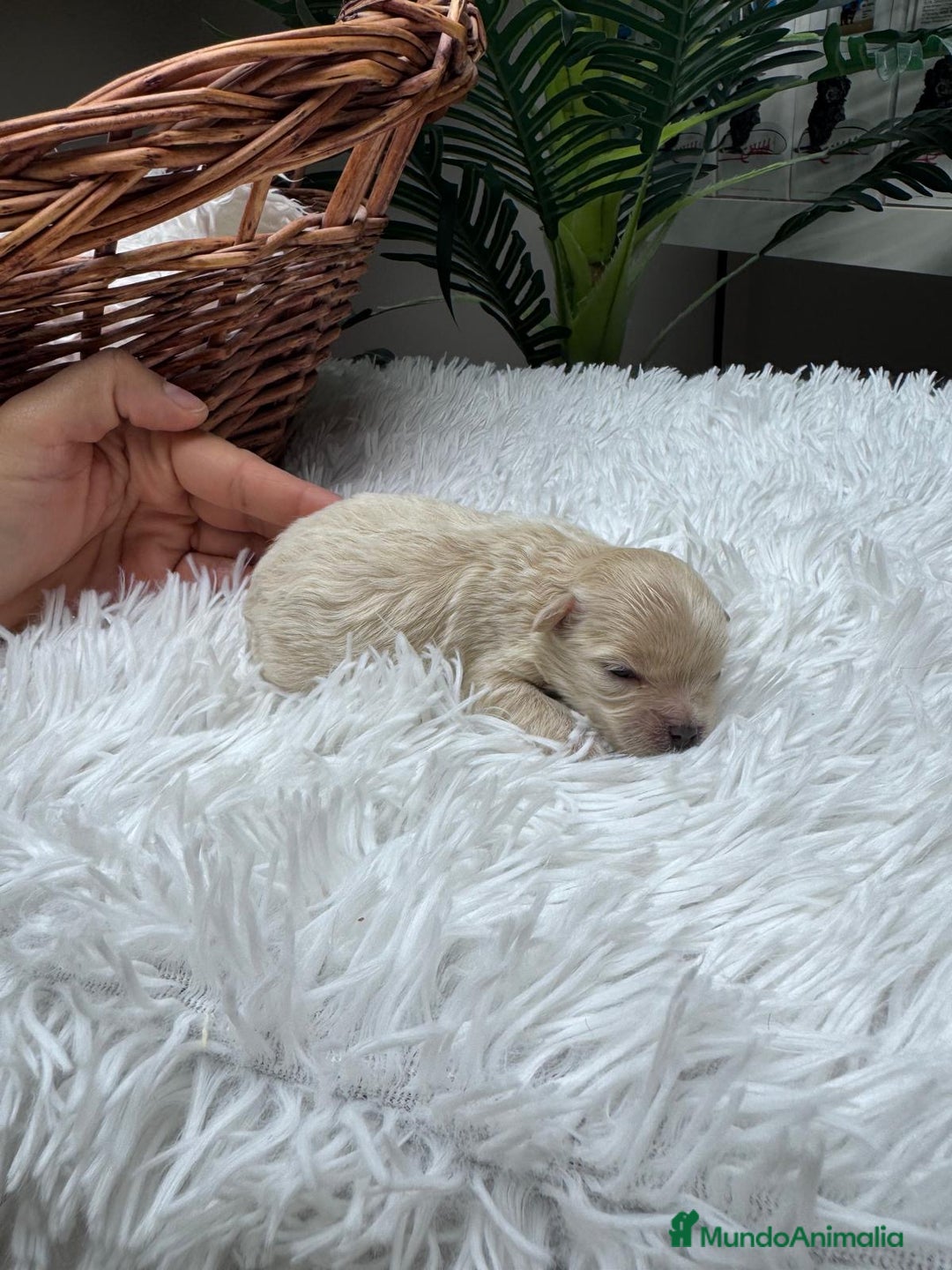 Maltipoo perros en venta: MALTIPOO HEMBRA - Anuncio 9