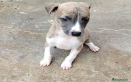 Whippet perros en venta: Whippet blue, isabela verdino - Imagen 4
